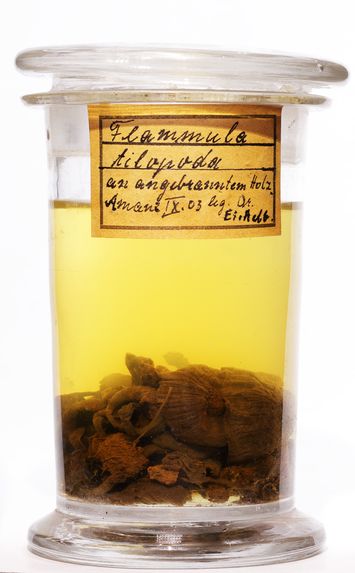 Vorschaubild Flammula tilopus (Kalchbr. & MacOwan) Sacc.